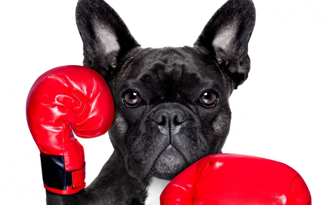 Drieluik 2. Omgaan met dementie: Voorkom onrust en boosheid.